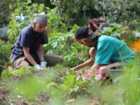 Introduction à la Permaculture et à l’Écoculture 2027