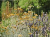 Initiation à la médecine des plantes