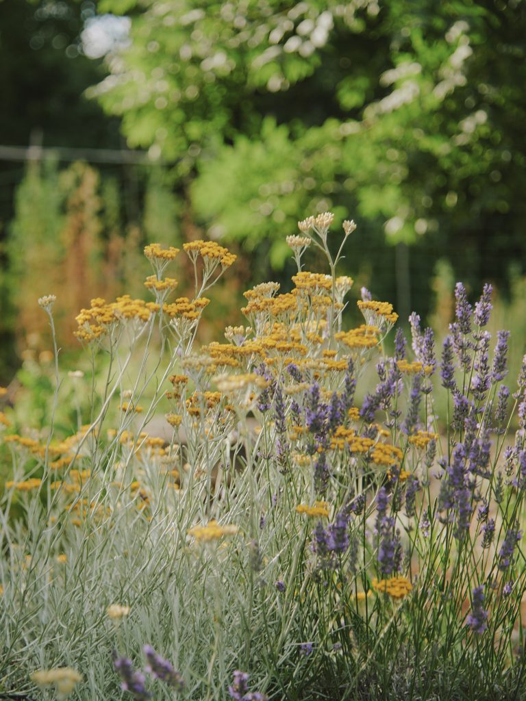 Initiation à la médecine des plantes