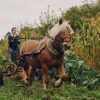 La traction animale paysanne