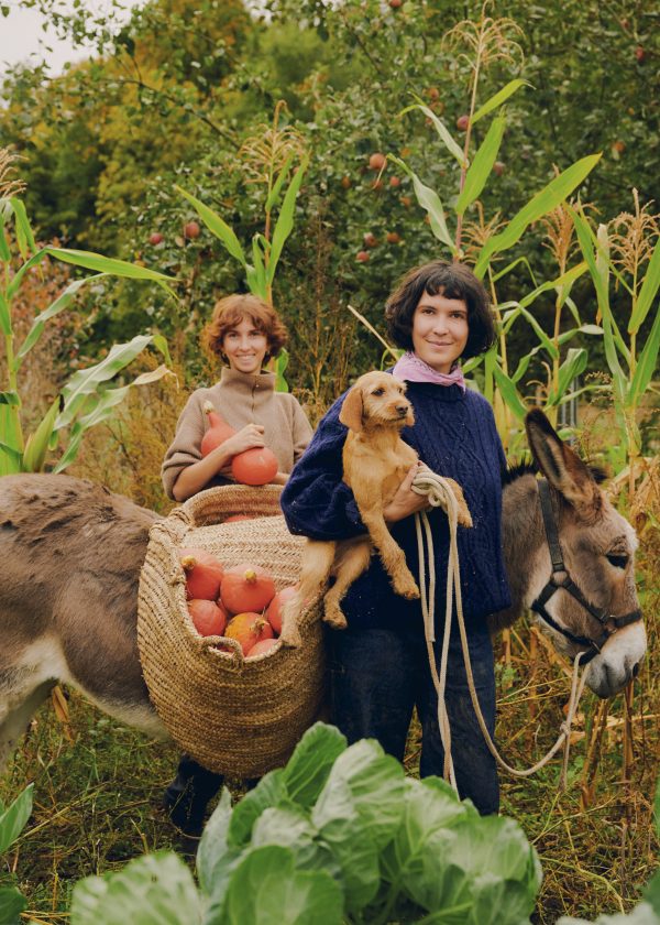 La traction animale paysanne