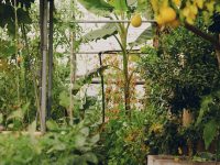 Se nourrir de son jardin : 5 jours