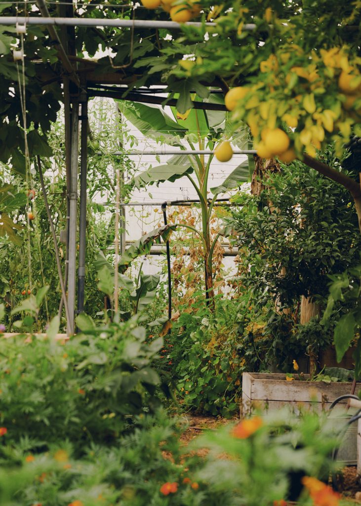 Se nourrir de son jardin : 5 jours