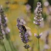 Accueillir la biodiversité