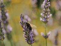 Accueillir la biodiversité