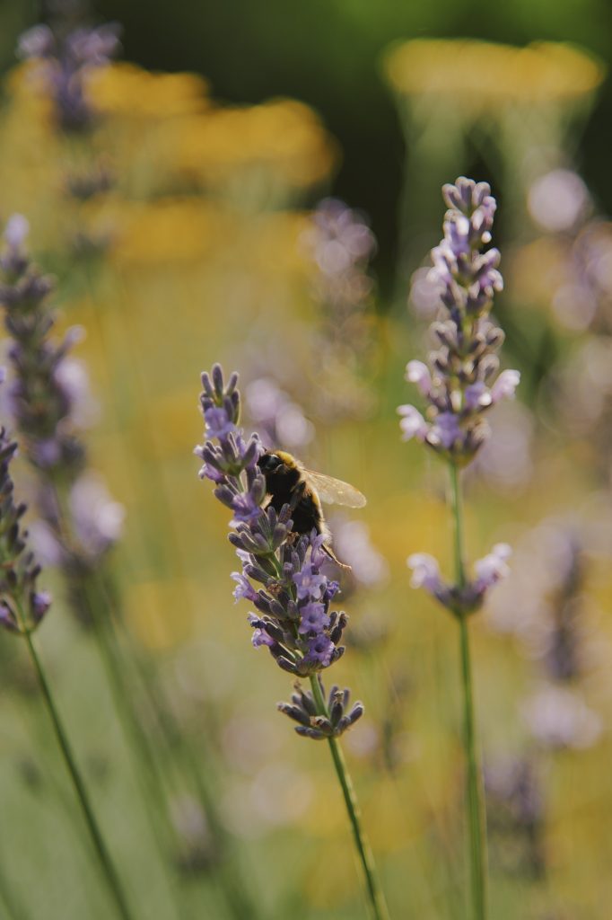 Accueillir la biodiversité